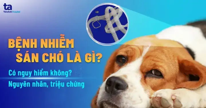 Dấu Hiệu Nhận Biết Chó Bị Nhiễm Sán