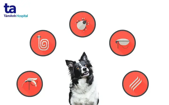Dấu Hiệu Và Triệu Chứng Của Sán Xơ Mít Ở Chó