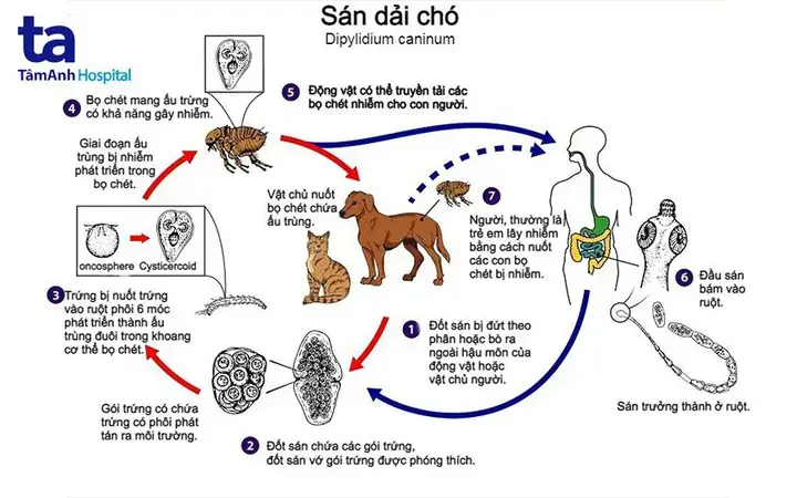 Nguyên Nhân Chó Bị Sán Xơ Mít