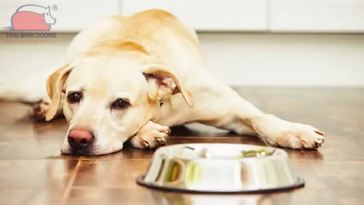 Sau Khi Tẩy Giun Cho Chó Bao Lâu Thì Được Ăn?