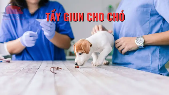 Lịch Tẩy Giun Cho Chó Trưởng Thành