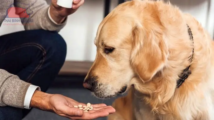 Tầm Quan Trọng Của Việc Tẩy Giun Cho Chó