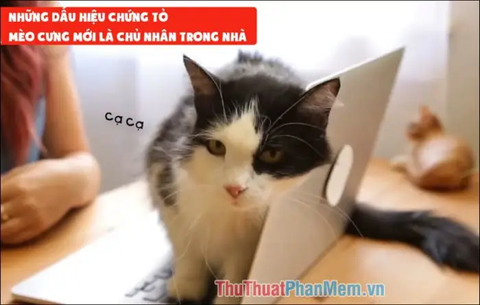 Sen Là Chủ Hay Chó