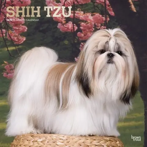 Nguồn Gốc Của Chó Shih Tzu