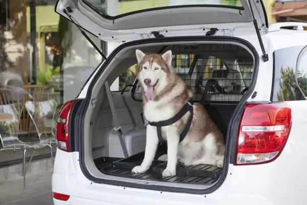 Lựa Chọn Dịch Vụ Ship Chó Mèo Toàn Quốc Uy Tín