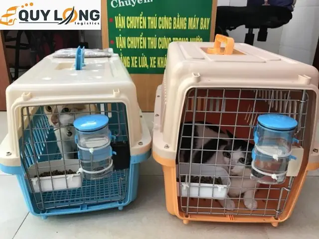 Hình Ảnh Vận Chuyển Thú Cưng Hà Nội - Sài Gòn