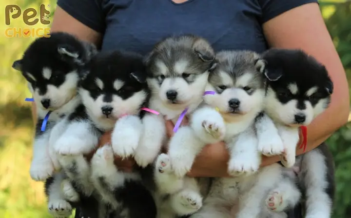 Lưu Ý Khi Mua Chó Con