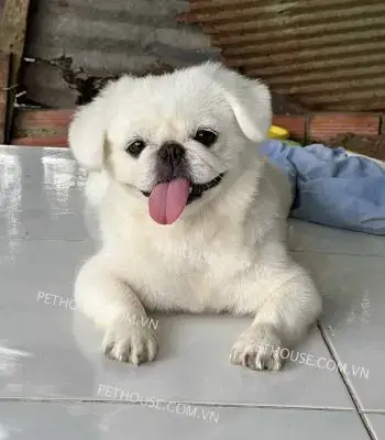 Chó Bắc Kinh Lai Nhật: Hướng Dẫn Trước Khi Tìm Shop Bán