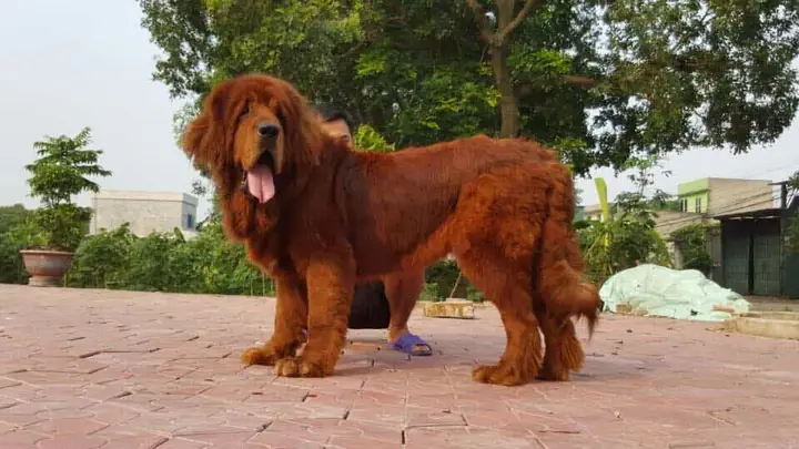 Địa Chỉ Mua Bán Chó Ngao Tây Tạng Trên Toàn Quốc