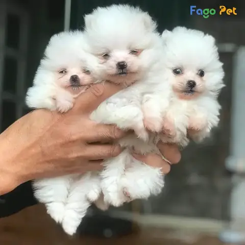 Những Lý Do Bạn Nên Nuôi Chó Phốc Sóc