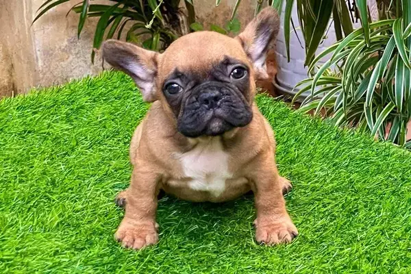 Hiểu Đúng Về Shop Bán Chó Pug Giá Rẻ Và Cách Chọn Mua An Toàn