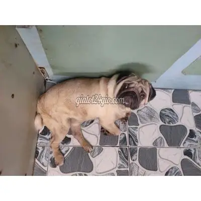 Hiểu Đúng Về Shop Bán Chó Pug Giá Rẻ Và Cách Chọn Mua An Toàn Hiểu Đúng Về Shop Bán Chó Pug Giá Rẻ Và Cách Chọn Mua An Toàn