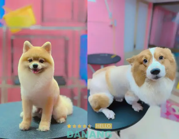 Chaien Pet Shop Chaien Pet Shop