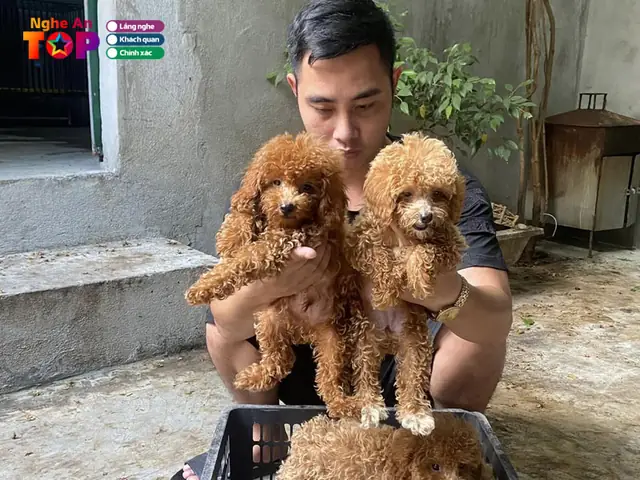 Sơn Yến Chó Cảnh