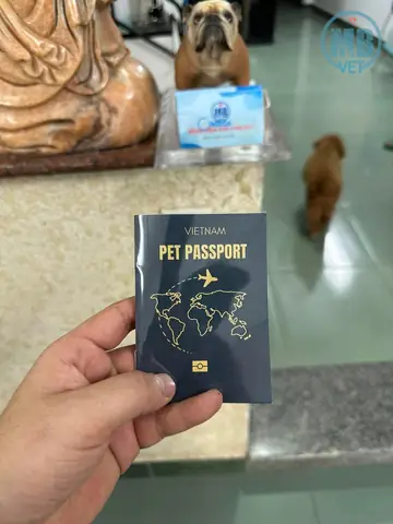 Danh Sách 5 Shop Uy Tín Bán Thú Cưng Tại Huế