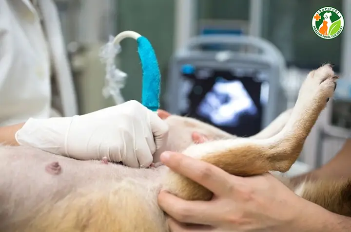 Những Thời Điểm Tốt Nhất Để Siêu Âm Thai Cho Chó Mèo