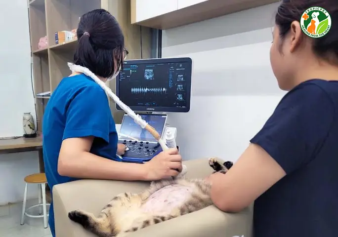 Siêu Âm Thai Chó Mèo Giá Bao Nhiêu Tại Tropicpet?