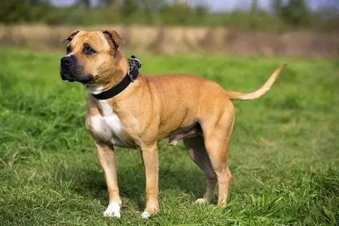 Sinh Lý Sinh Dục Chó Đực: Sinh Lý Sinh Dục Chó Đực: