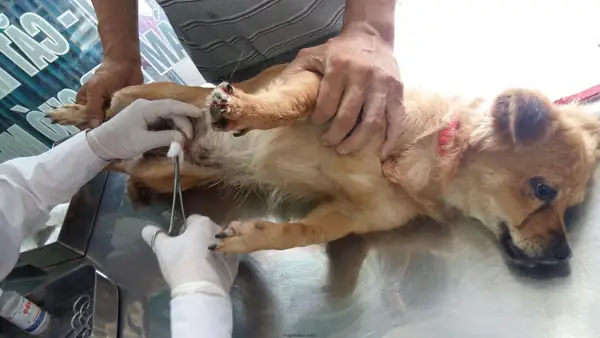 Lợi Ích Của Việc Triệt Sản Chó Mèo