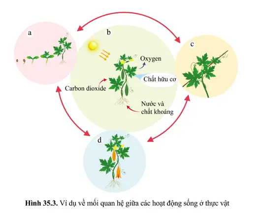 Hình 35.3 (sgk) Cho Biết Các Hoạt Động Sống Của Cây Mướp Đắng (khổ Qua) Gồm: (ảnh 1)