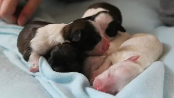 Chăm Sóc Chó Con Không Đúng Kỹ Thuật