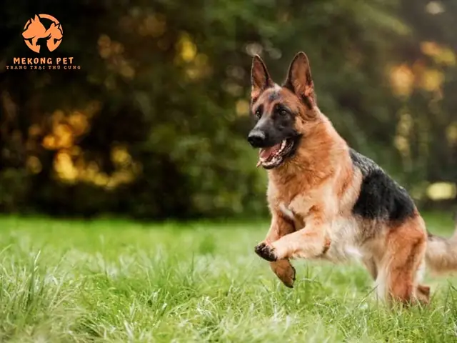 Phân Biệt Chó Béc Bỉ Malinois Và Chó Becgie Đức Phân Biệt Chó Béc Bỉ Malinois Và Chó Becgie Đức