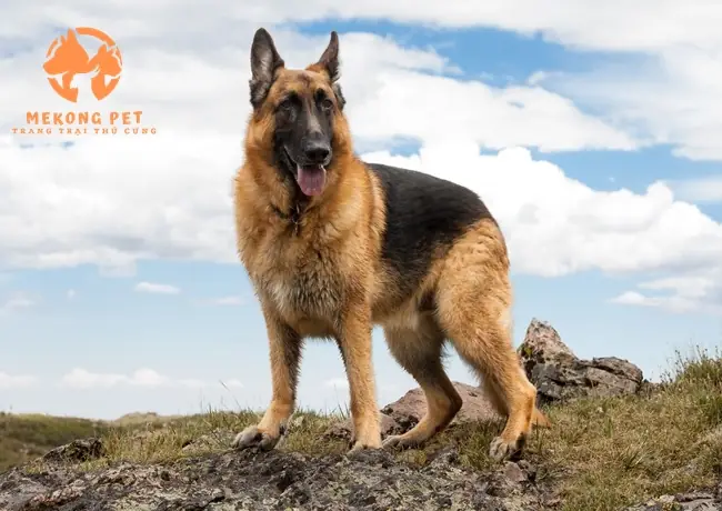 Chó Becgie Đức: Sự Uy Nghi Và Quý Phái Chó Becgie Đức: Sự Uy Nghi Và Quý Phái