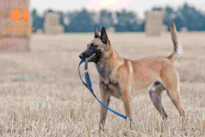 Phân Biệt Chó Béc Bỉ Malinois Và Chó Becgie Đức