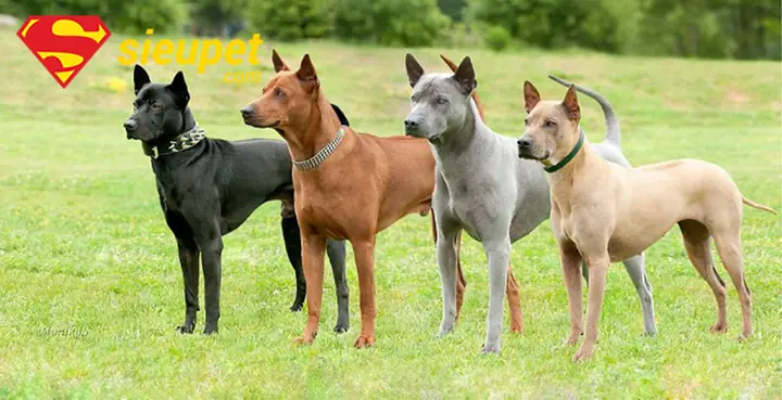 Hướng Dẫn Phân Biệt Chó Xoáy Thái Và Chó Phú Quốc