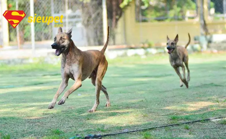 Bảng So Sánh Tổng Hợp Chó Xoáy Thái Và Chó Phú Quốc