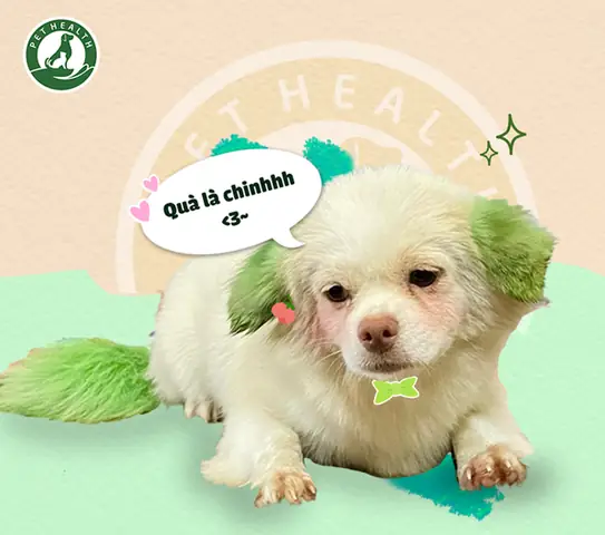 Hệ Thống Bệnh Viện Thú Y Pethealth