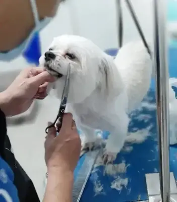 Giới Thiệu Vềdịch Vụ Spa Cho Chó Mèotại Thú Y Govet