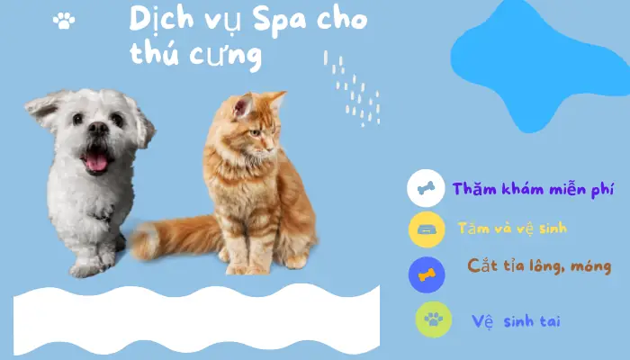 Đến Spa Chăm Sóc Chó Mèo, Bé Cưng Của Bạn Sẽ Cảm Nhận Được Gì? Đến Spa Chăm Sóc Chó Mèo, Bé Cưng Của Bạn Sẽ Cảm Nhận Được Gì?