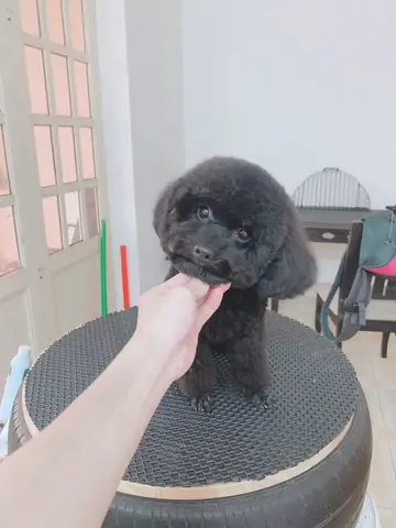 Bệnh Viện Thú Y Tropicpet Hà Đông