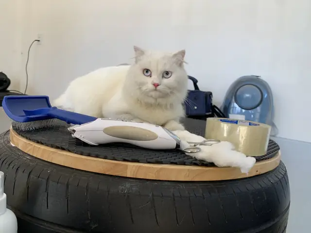 Sammi Pet Shop - Cơ Sở Spa Chó Mèo Vũng Tàu Uy Tín Sammi Pet Shop - Cơ Sở Spa Chó Mèo Vũng Tàu Uy Tín