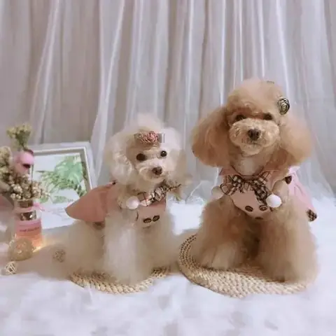 Cơ Sở Spa Chó Mèo Vũng Tàu Guu Pet Spa & Hotel Cơ Sở Spa Chó Mèo Vũng Tàu Guu Pet Spa & Hotel