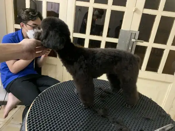 Bệnh Viện Thú Y Petcare 4 Bệnh Viện Thú Y Petcare 4