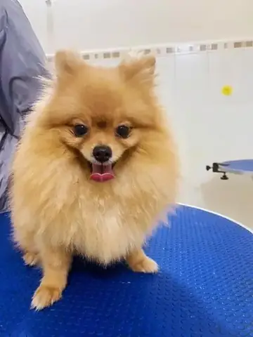 Spa Chó Mèo Vũng Tàu Dog Family Spa Chó Mèo Vũng Tàu Dog Family