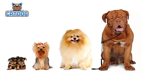 Giai Đoạn Hòa Nhập: Từ 4-12 Tuần