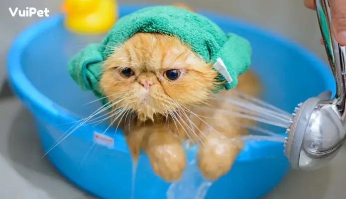 Cach-tam-cho-meo-vuipet-00