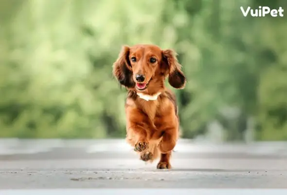 Cho-lap-xuong-long-dai-7