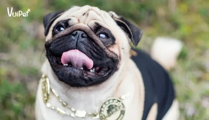 Sự Thật Về Chó Pug