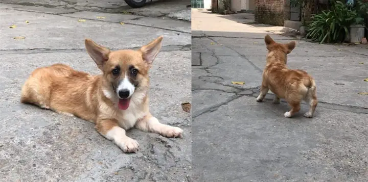 Corgi-gia-re-vuipet