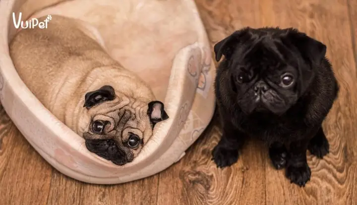 Giống Chó Pug Bơi Lội Không Tốt