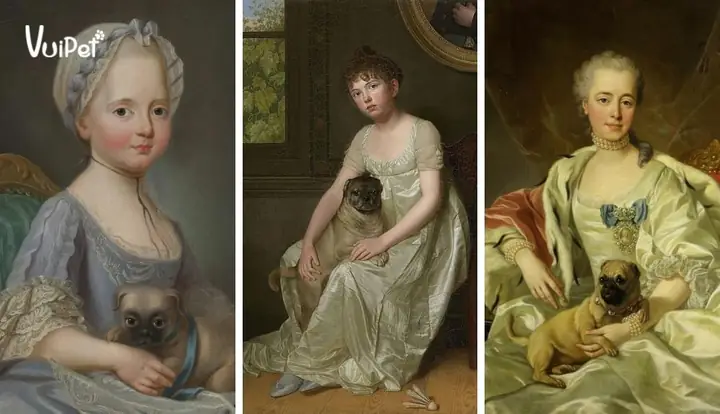 Chó Pug Là ‘boss Cưng” Trong Giới Quý Tộc