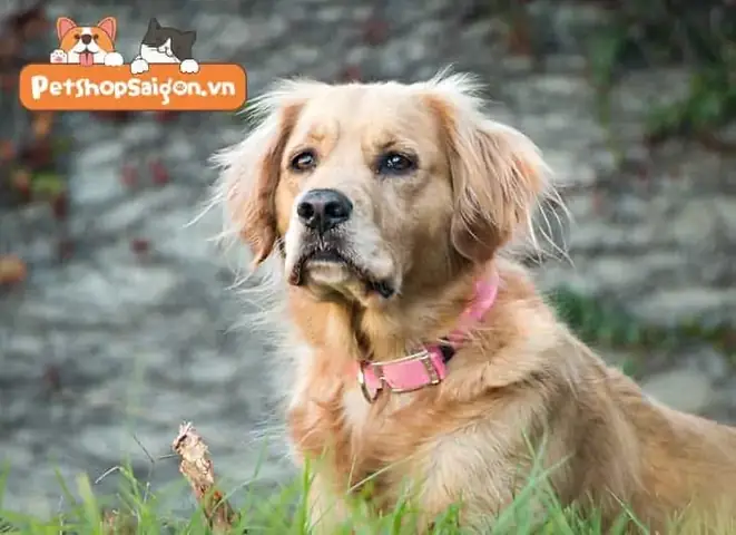 Sự Trung Thành Của Loài Chó Theo Xã Hội Học