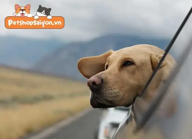 Sự Trung Thành Của Loài Chó Theo Lý Giải Khoa Học