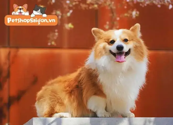 Tính Di Truyền Đằng Sau Sự Trung Thành Của Loài Chó