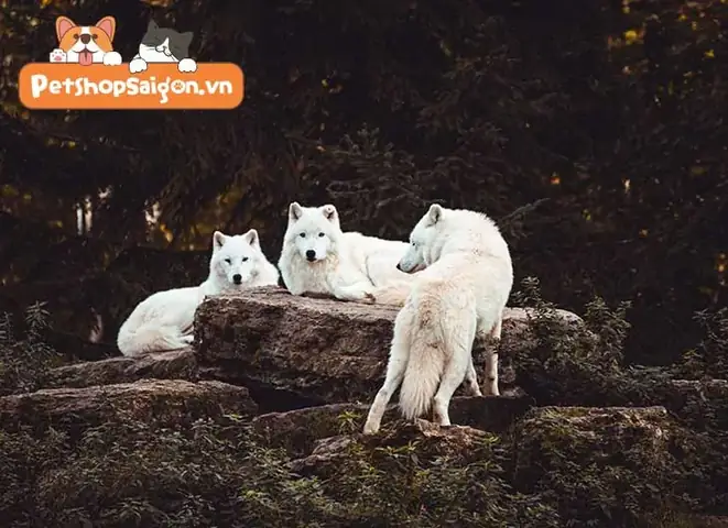 Sự Trung Thành Của Loài Chó Theo Xã Hội Học