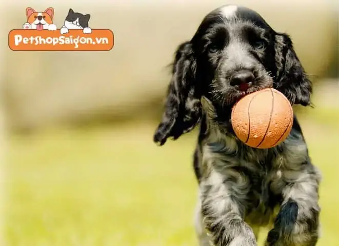 Sự Trung Thành Của Loài Chó Theo Lý Giải Khoa Học